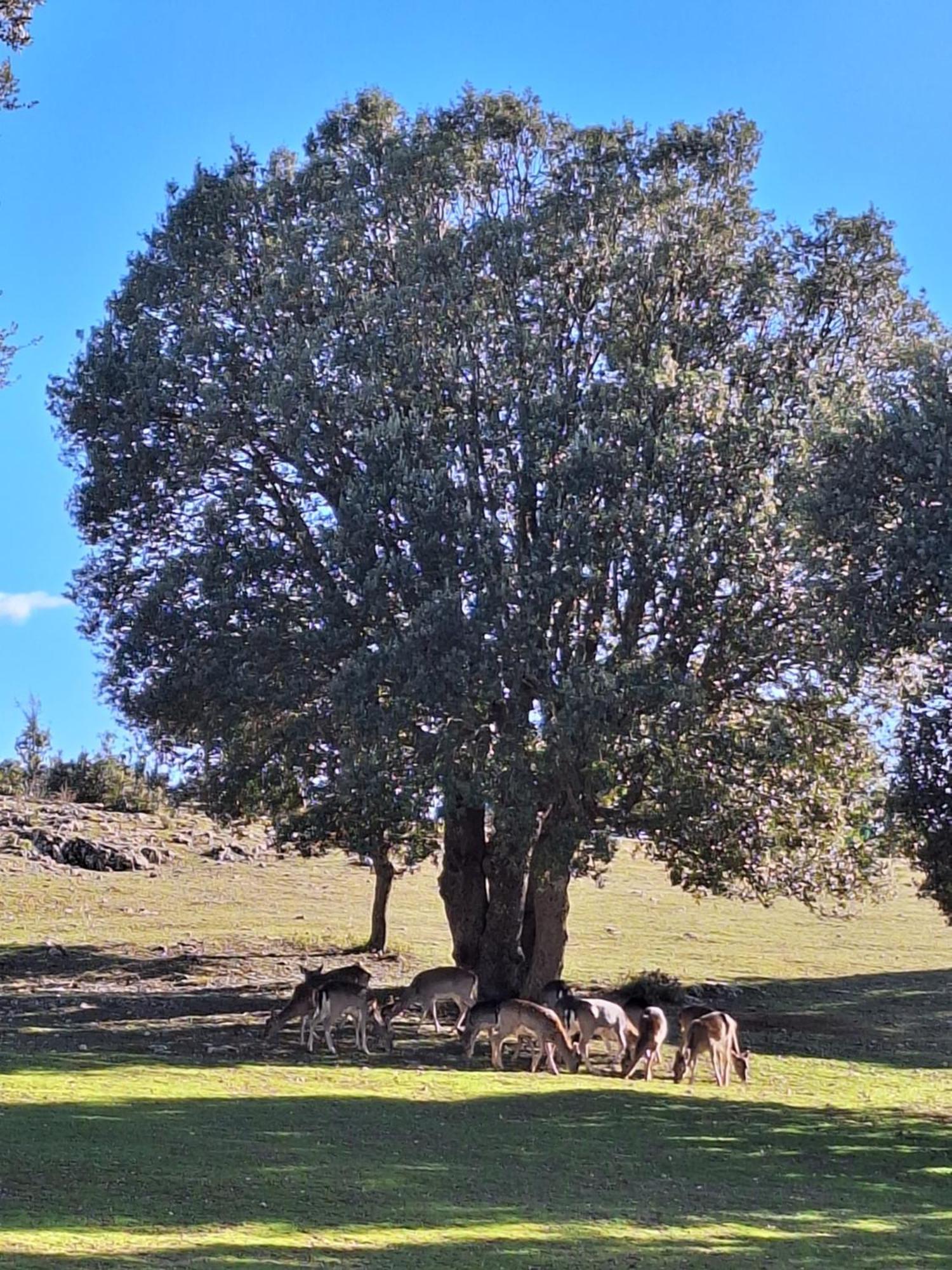 El Pinar De La Lobera Séjour à la campagne La Matea